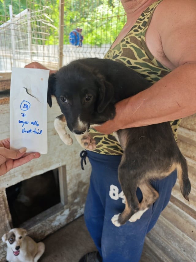 Gentiane, chien à l'adoption