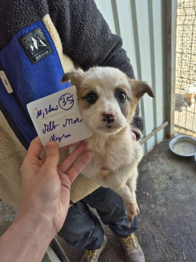 Georges, chien à l'adoption