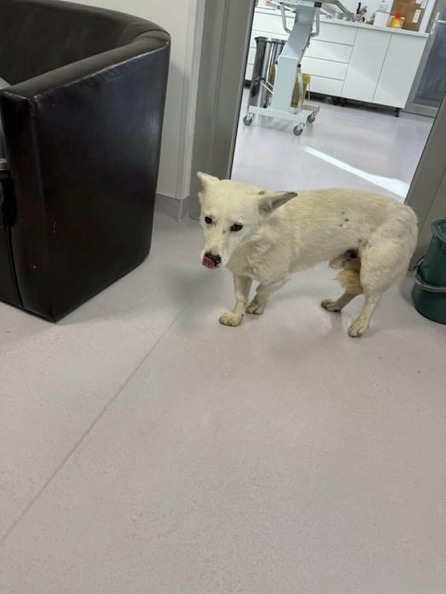 Geralt, chien à l'adoption