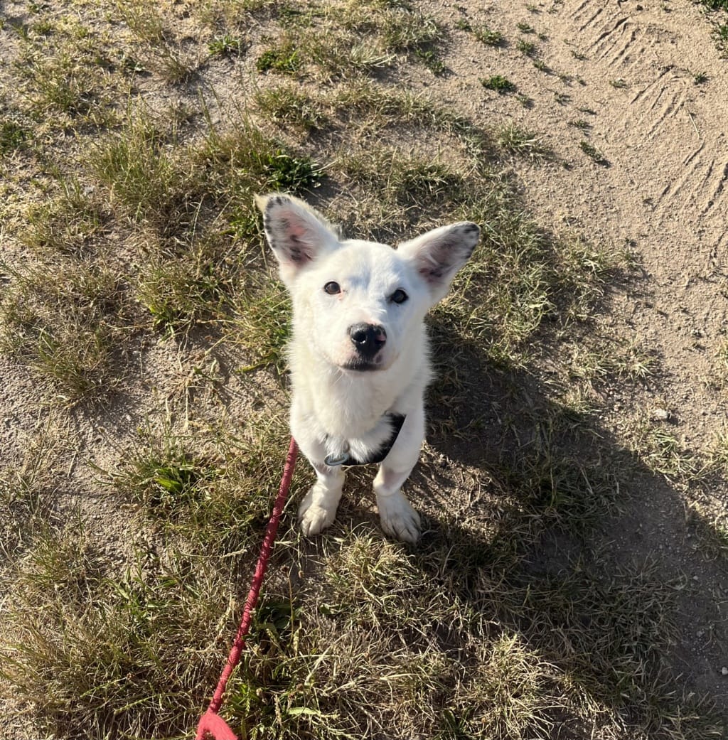 Geralt, chien à l'adoption