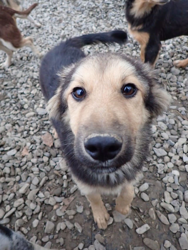Goldy, chien à l'adoption