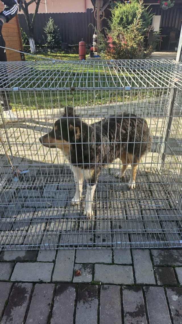 Goody, chien à l'adoption