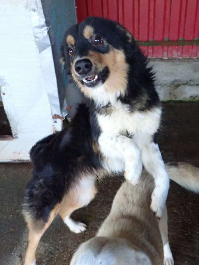 Goody, chien à l'adoption