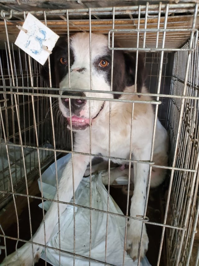 Goofy, chien à l'adoption