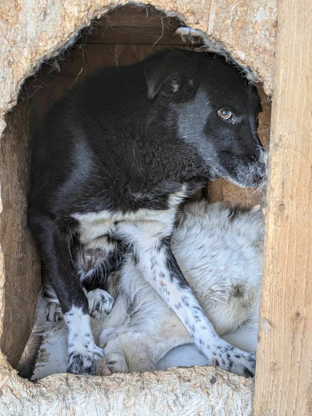 Grisette, chien à l'adoption