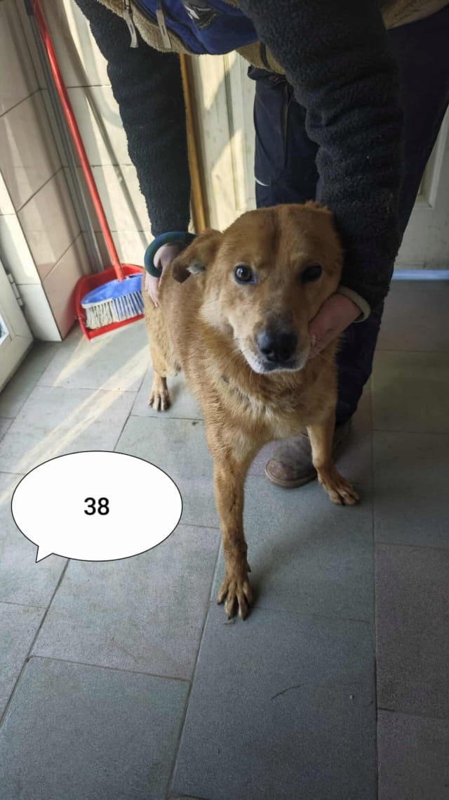 Grizzli, chien à l'adoption