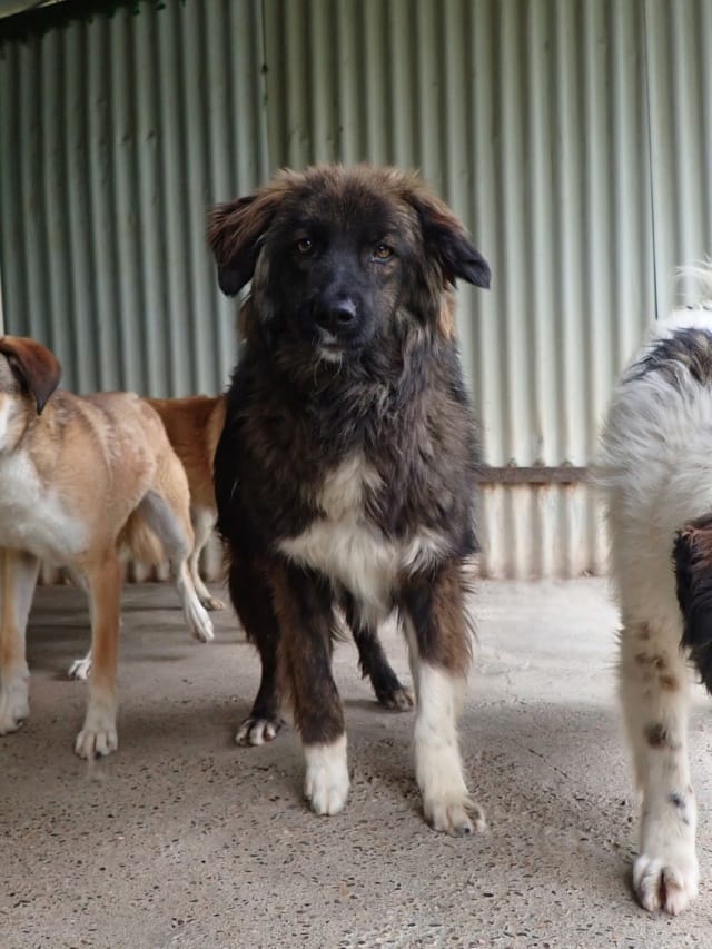 Groove, chien à l'adoption