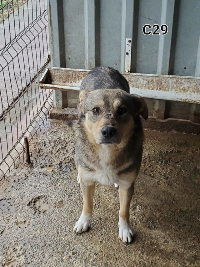 Guss, chien à l'adoption