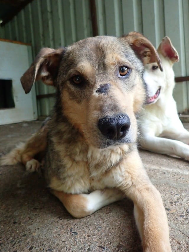 Guss, chien à l'adoption