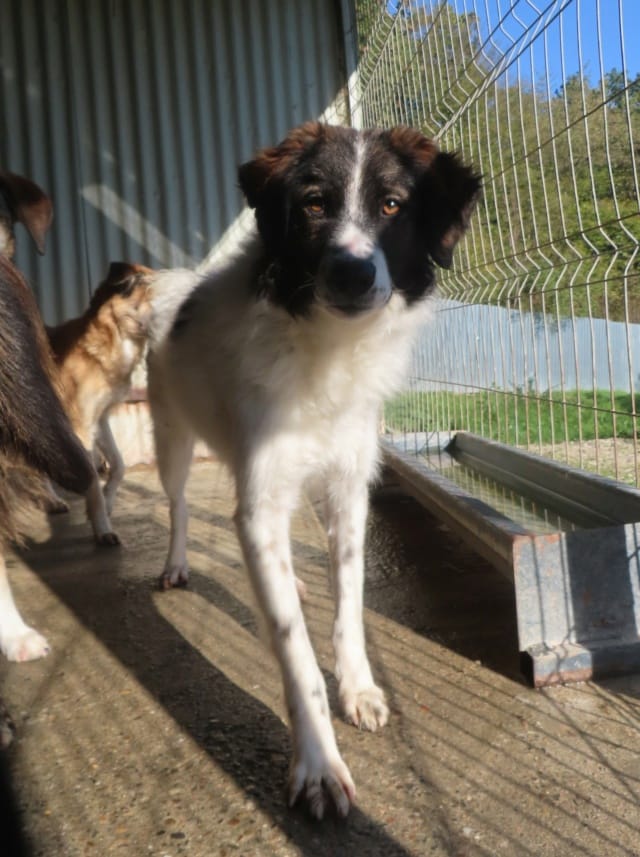 Gustave, chien à l'adoption