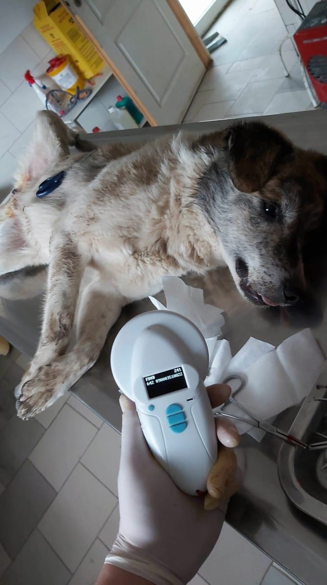 Haïduc, chien à l'adoption
