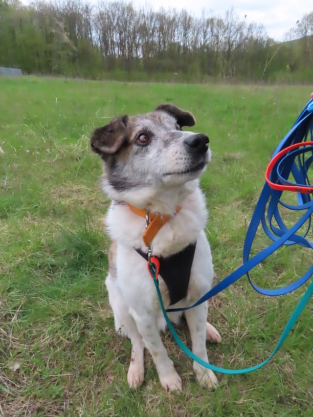 Haïduc, chien à l'adoption