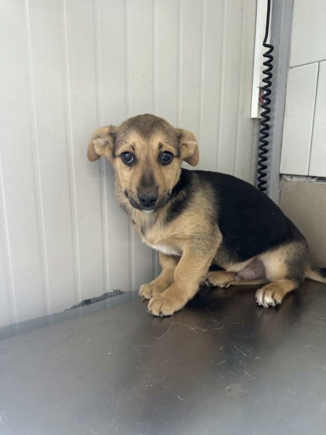 Halcyon, chien à l'adoption