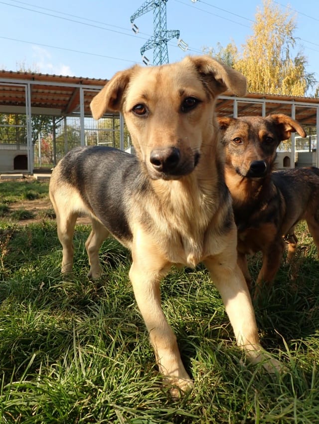 Halcyon, chien à l'adoption