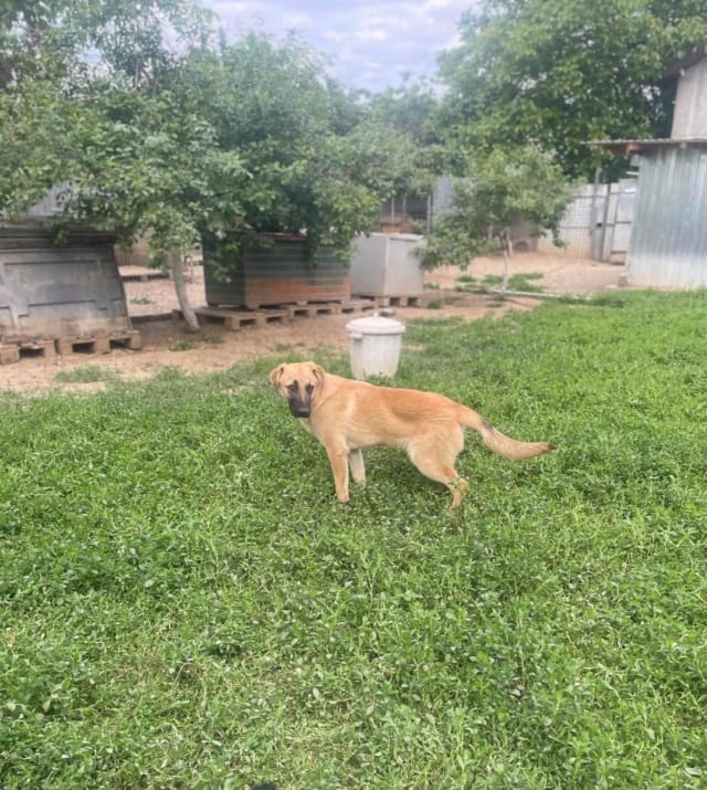 Hardy, chien à l'adoption
