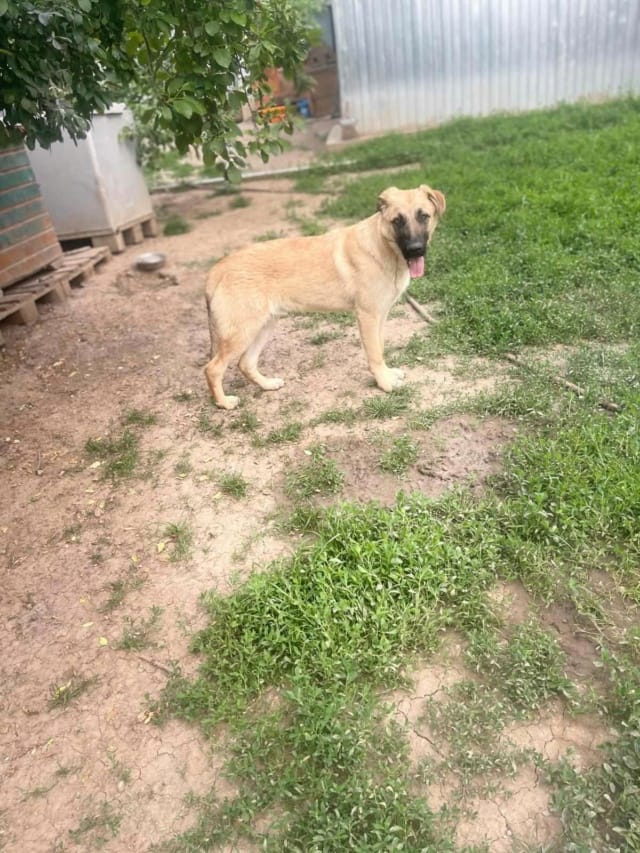 Hardy, chien à l'adoption