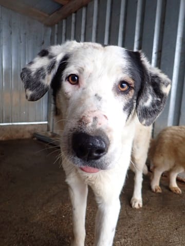 Harley, chien à l'adoption