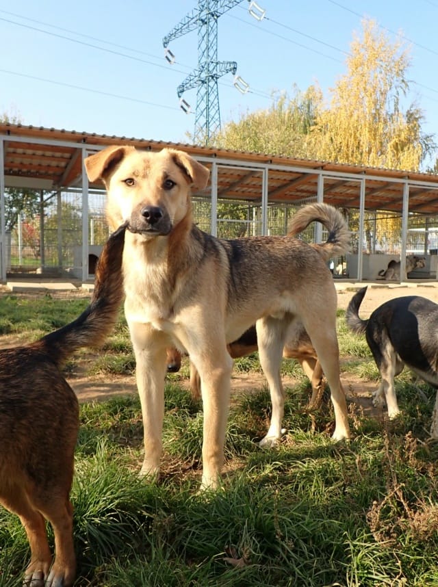 Harrison, chien à l'adoption
