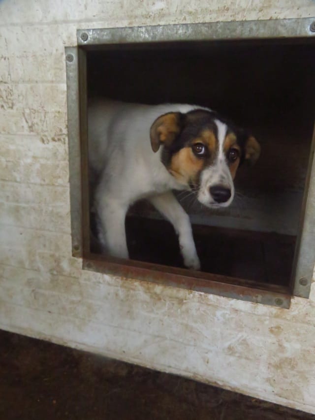 Hayao, chien à l'adoption