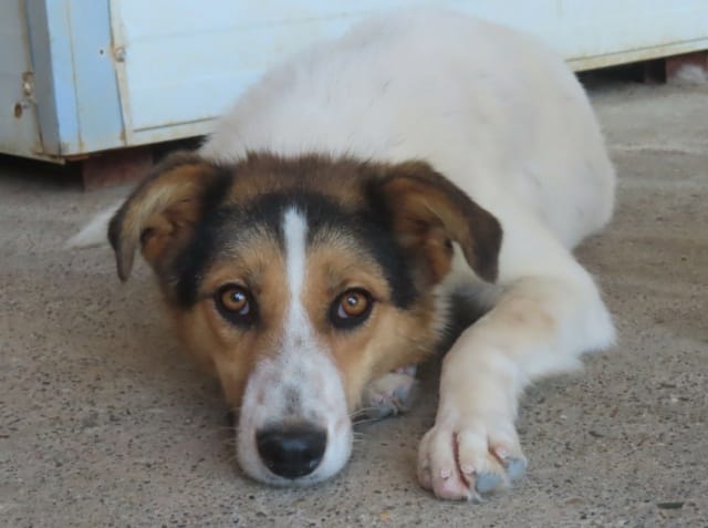 Hayao, chien à l'adoption