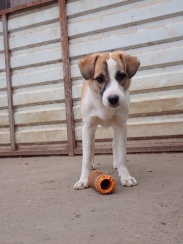 Helia, chien à l'adoption