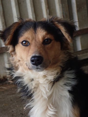 Helio, chien à l'adoption