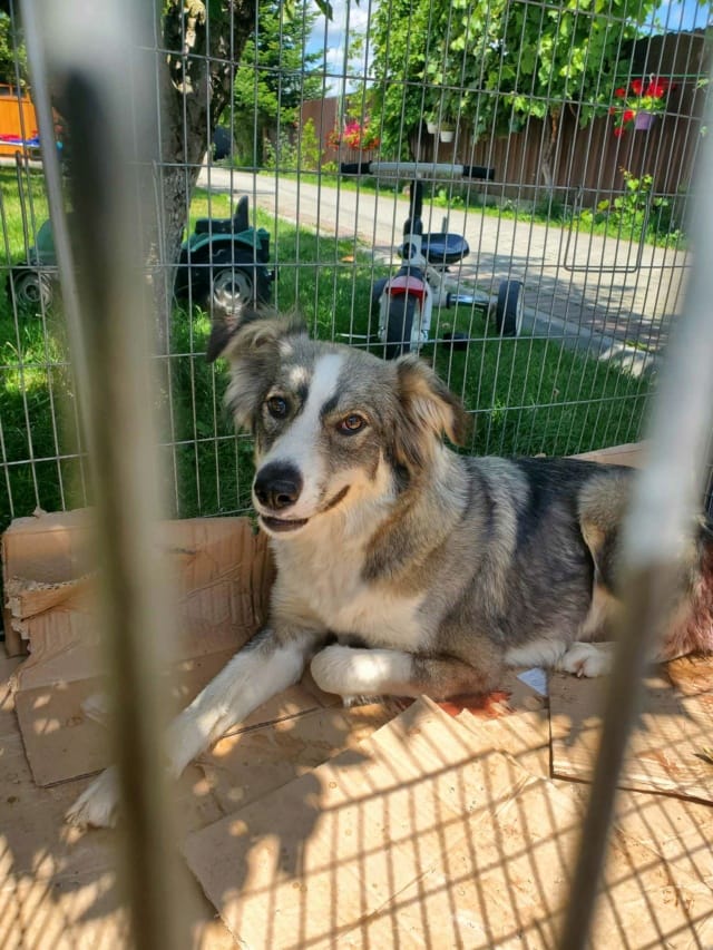 History, chien à l'adoption