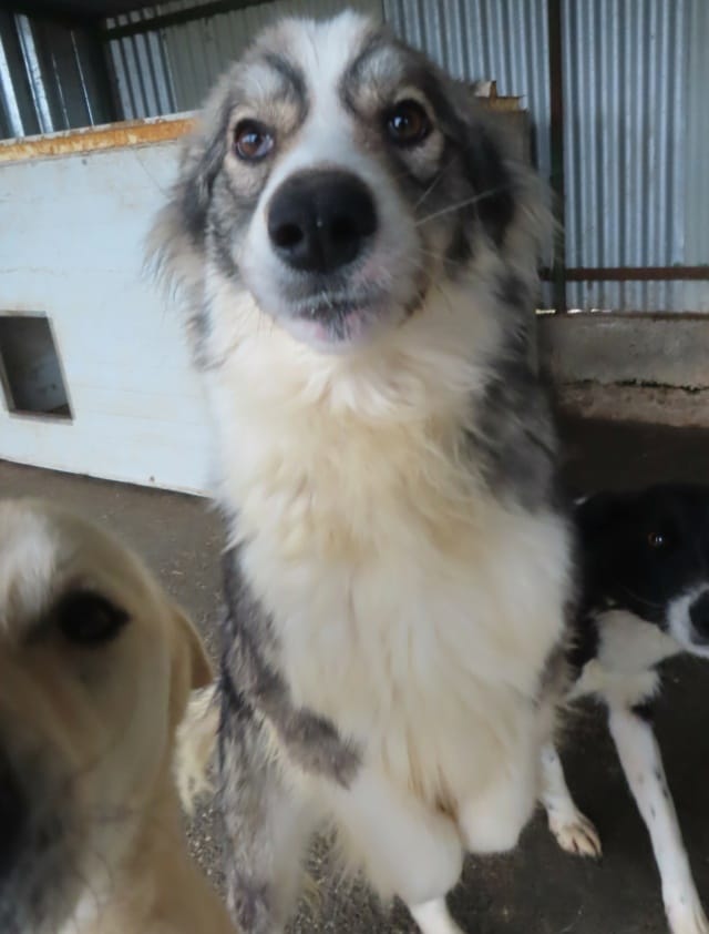 History, chien à l'adoption