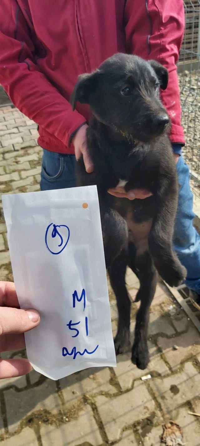 Hitchcock, chien à l'adoption