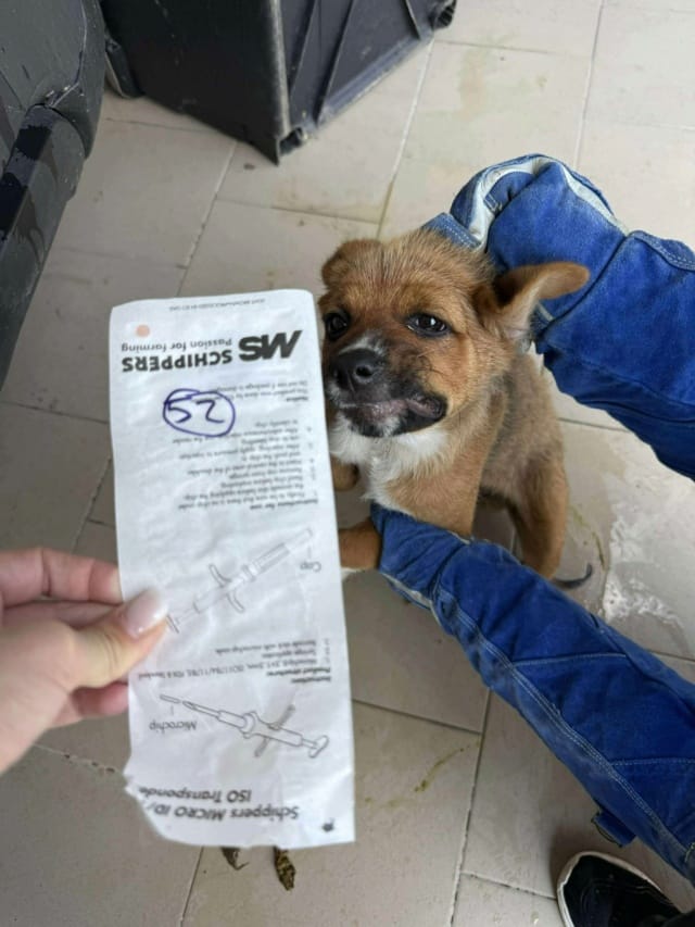 Hocus, chien à l'adoption