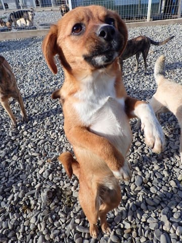 Hocus, chien à l'adoption