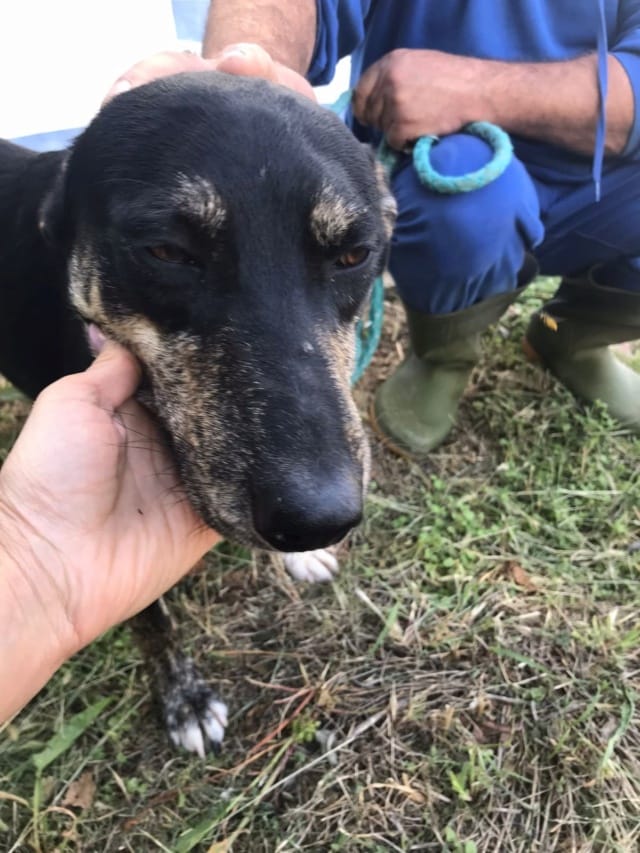 Hoody, chien à l'adoption
