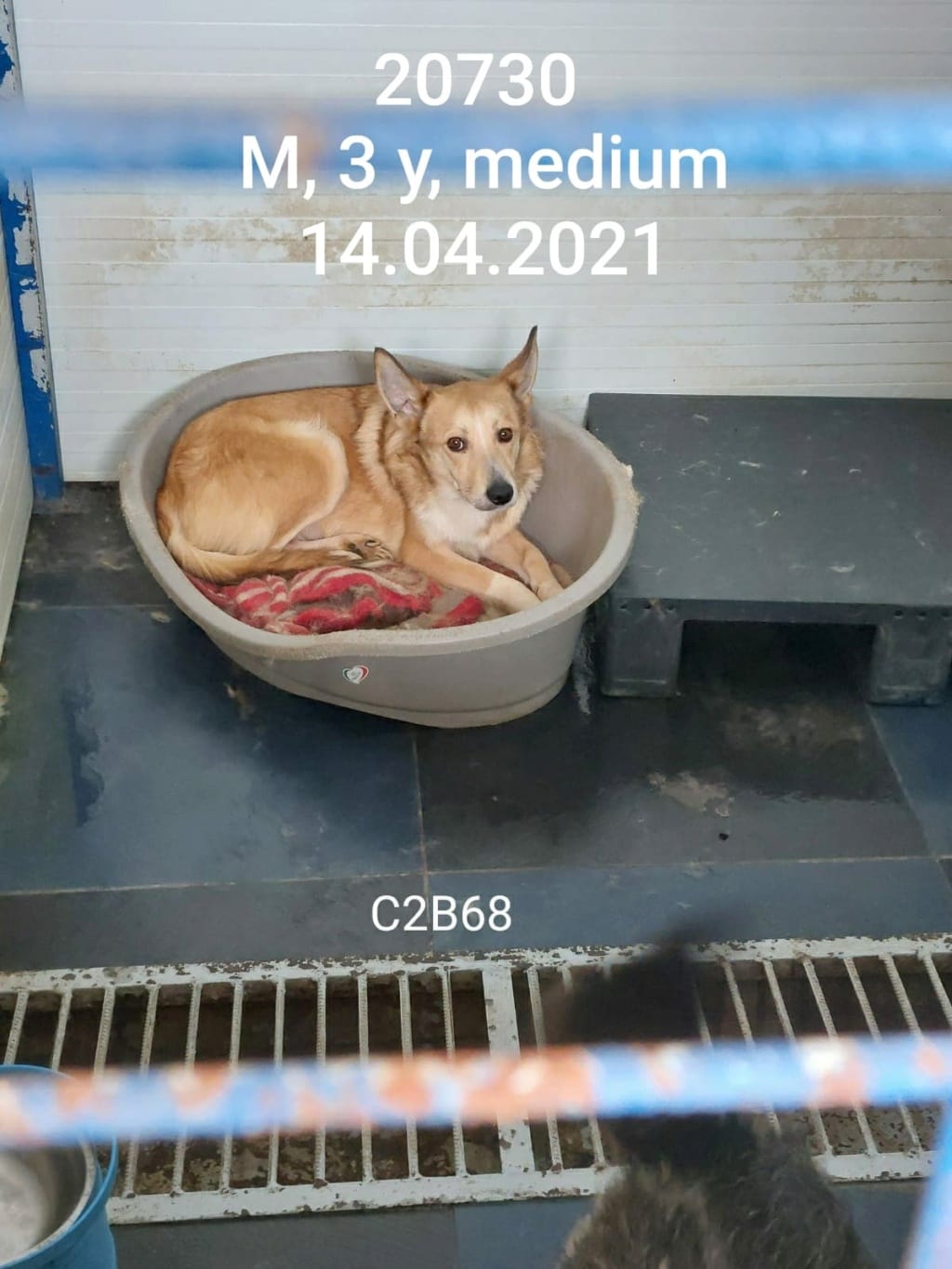 Hope, chien à l'adoption