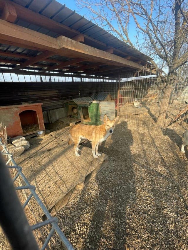 Hope, chien à l'adoption