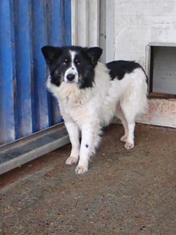 Houston, chien à l'adoption