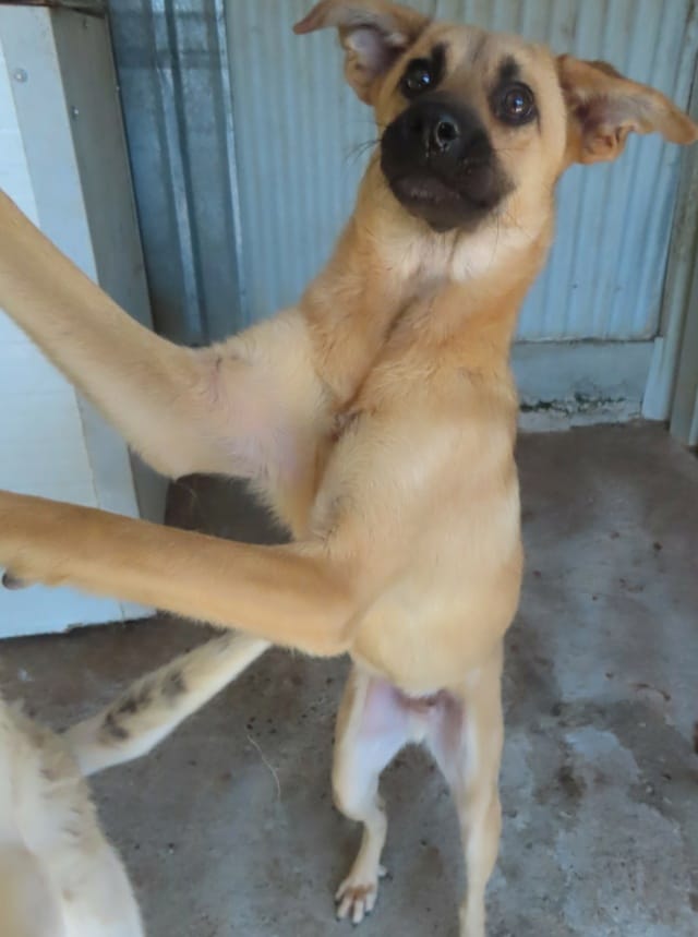 Howard, chien à l'adoption