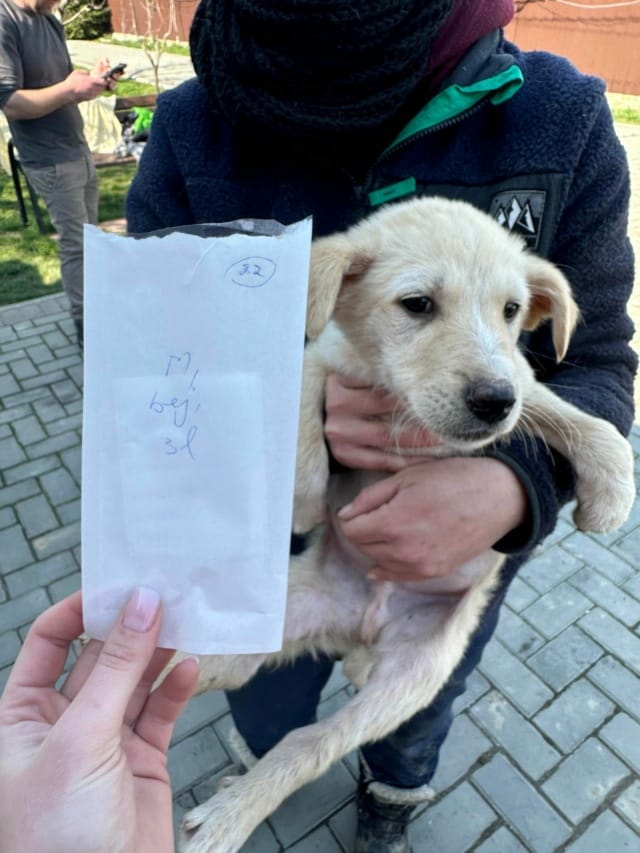 Hyperion, chien à l'adoption