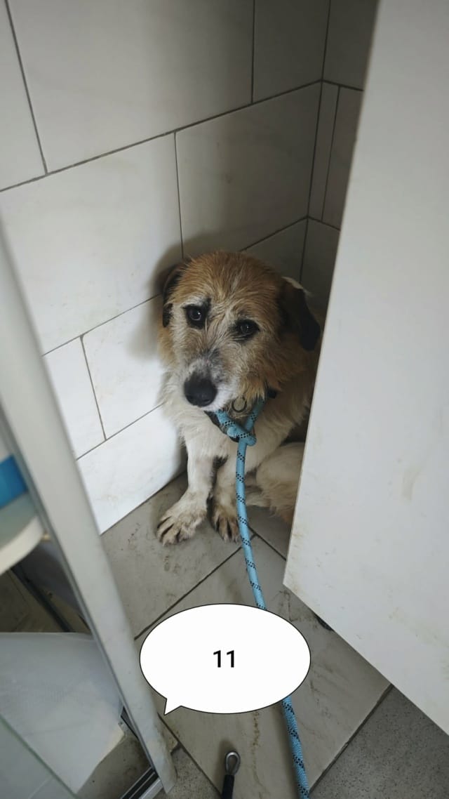 Imelda, chien à l'adoption