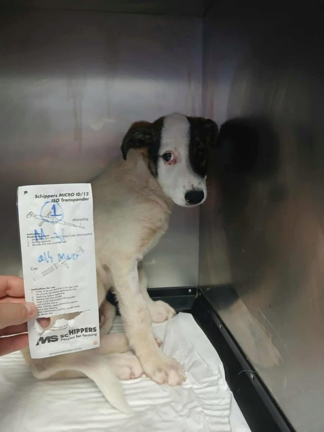 Ipnos, chien à l'adoption