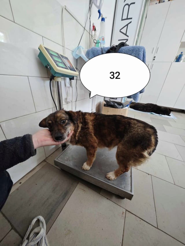 Irma, chien à l'adoption