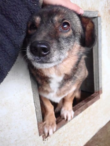 Irma, chien à l'adoption