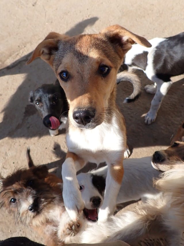 Ironix, chien à l'adoption
