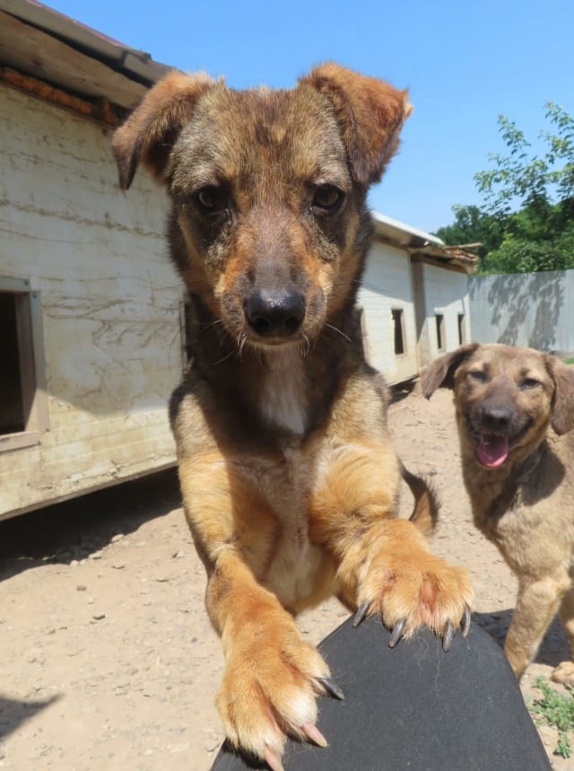 Ishtar, chien à l'adoption