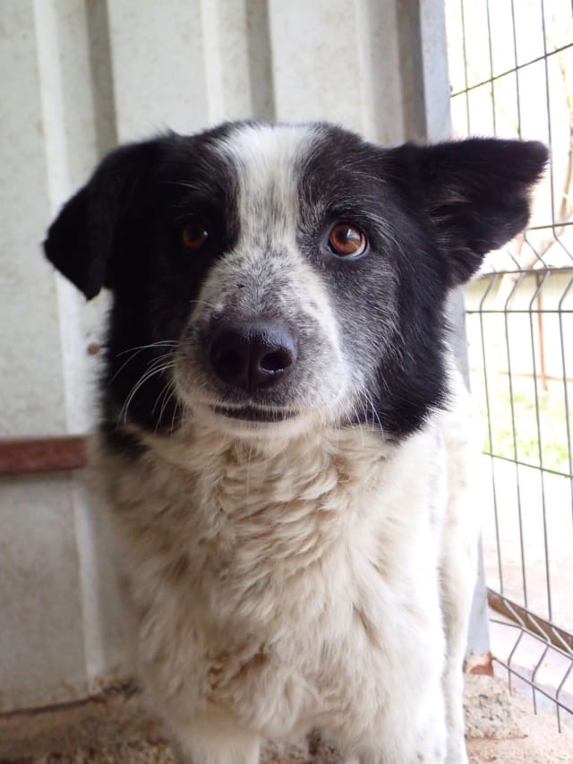 Iskaya, chien à l'adoption