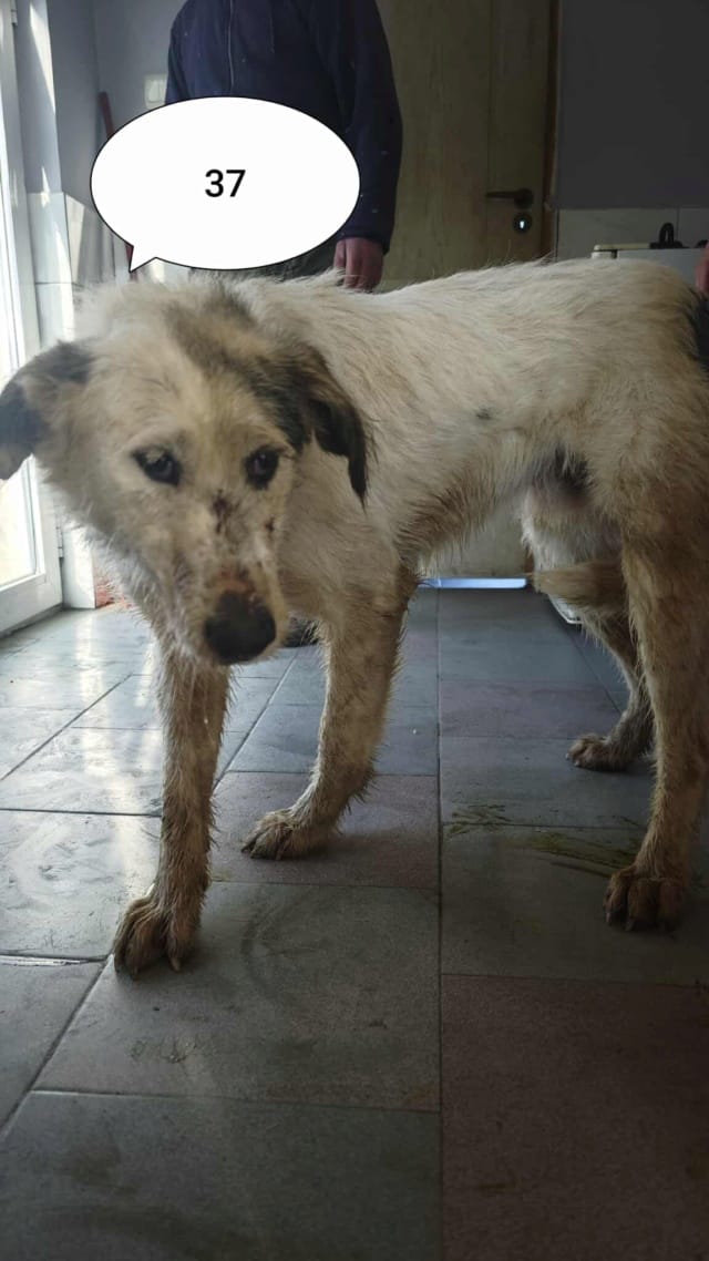 Issam, chien à l'adoption