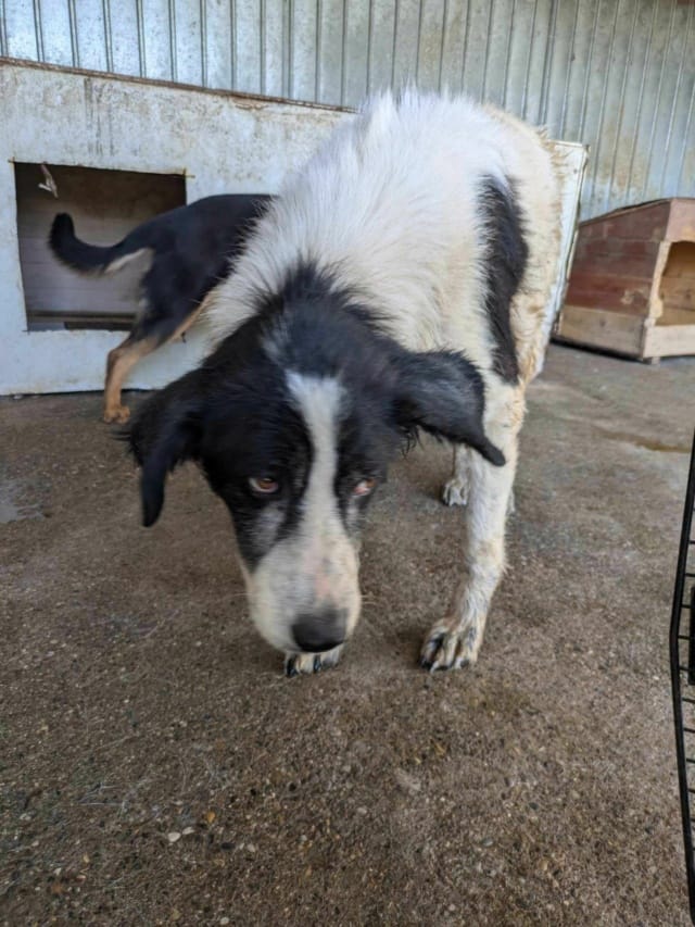 Ixia, chien à l'adoption