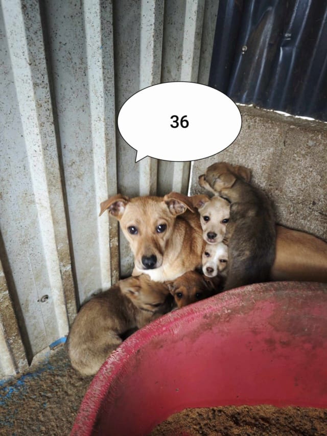 Jadore, chien à l'adoption