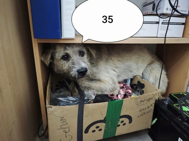 Japsy, chien à l'adoption