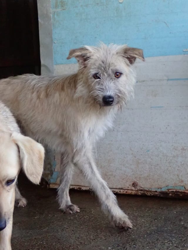 Japsy, chien à l'adoption