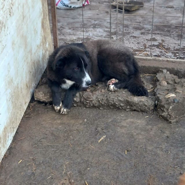 Jaspe, chien à l'adoption